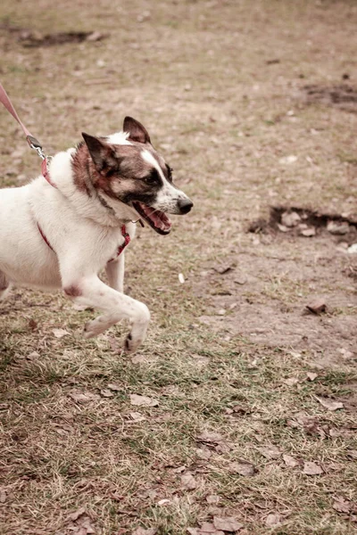 Mixed color dog for adoption running at the park