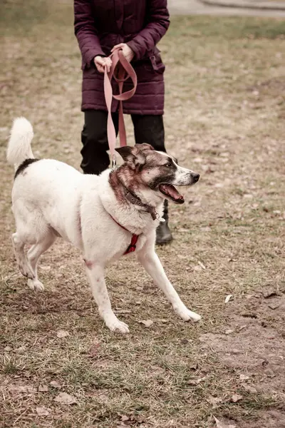 Tierheim Hund Beim Gassigehen Laufen Und Spaß Haben — Stockfoto