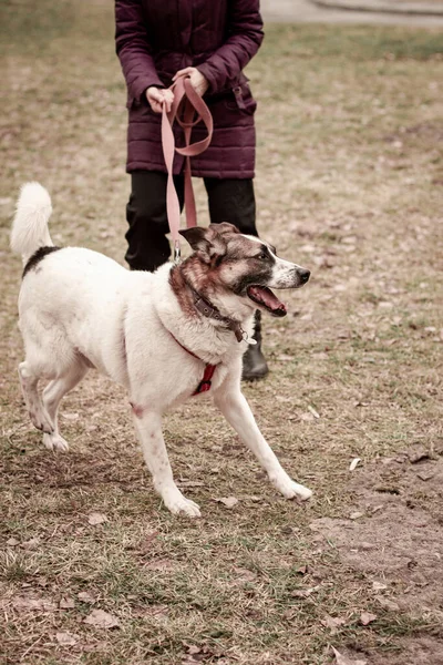 Shelter Dog Walk Running Have Fun — Foto de Stock