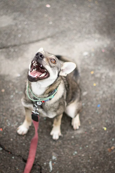 mixed breed Dog starring at the sky