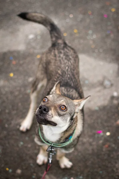 street dog at the shelter with beautiful brown  eyes 