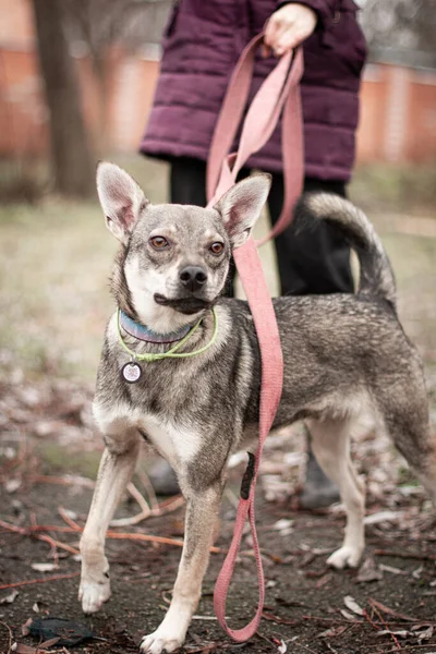 Straßenmischlingshund Tierheim Mit Schönen Braunen Augen — Stockfoto