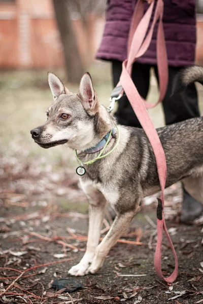  dog for adoption at the shelter with beautiful brown  eyes at walk