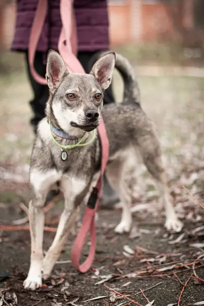  dog  with beautiful brown  eyes at walk