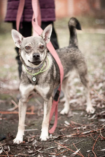 Mischlingshund Beim Spaziergang Tierheim Mit Schönen Braunen Augen — Stockfoto