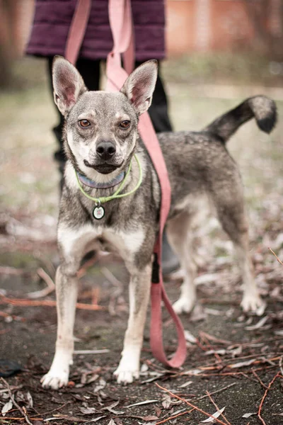 Mischlingshund Graue Farbe Mit Braunen Augen — Stockfoto