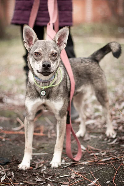 mixed breed dog grey color with brown eyes 