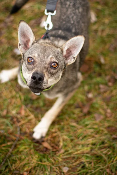 Brown Eyes Dog Starring Camera Black Nose — Foto de Stock