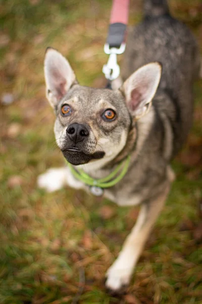 Schwarzer Nasenhund Mit Schönen Augen Und Spitzen Ohren — Stockfoto