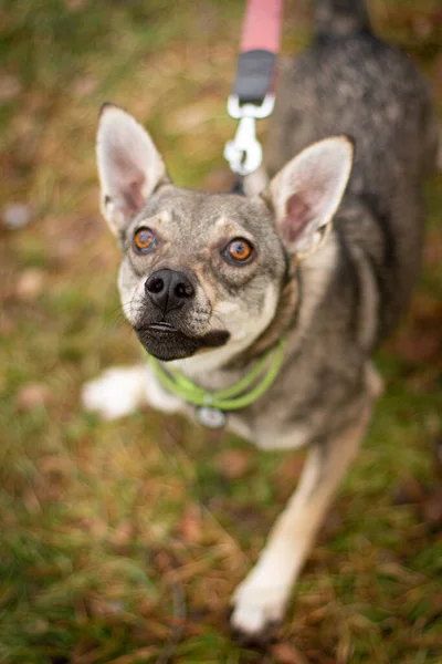 Black Nose Dog Beautiful Eyes Peaky Ears — Photo