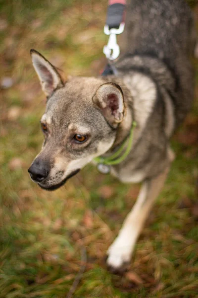 street dog at the shelter at the walk 