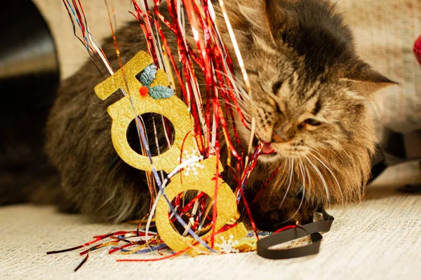 Fluffy cat eating Christmas tree rain
