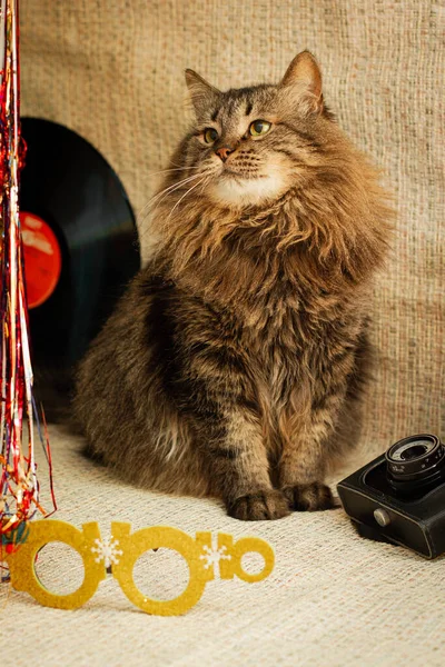 Fluffy cat sitting at the party background with vinyl record