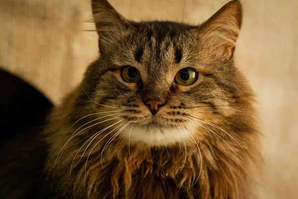 Brown Fluffy Cat Mixed Breed Green Eyes — Stok Foto