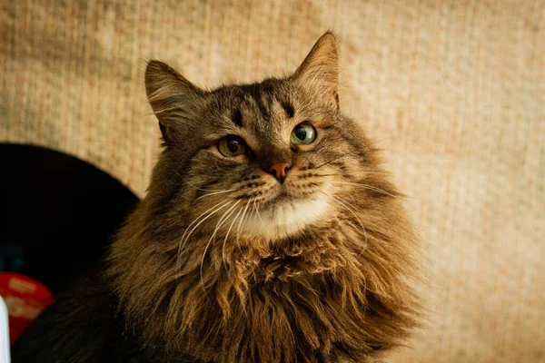 brown fluffy cat mixed breed with green eyes starring cream color background