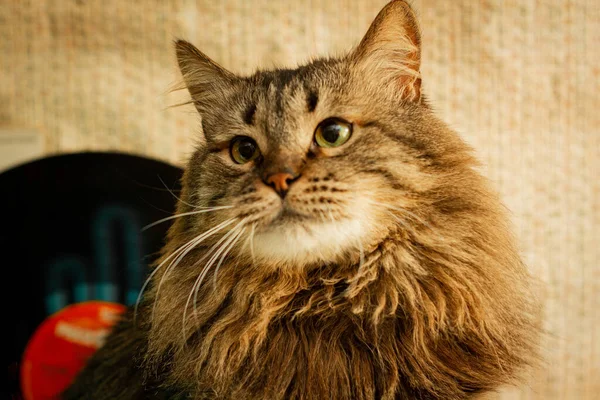  cat mixed breed with green eyes  and red nose cream color background
