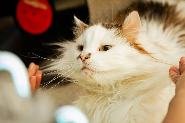 White Cat Mixed Breed Pet Cheeks — Stok Foto