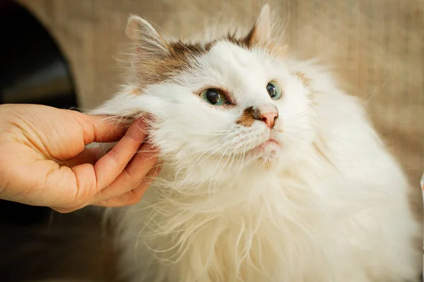 White Cat Mixed Breed Brown Dots Been Petting Hand — Stok Foto