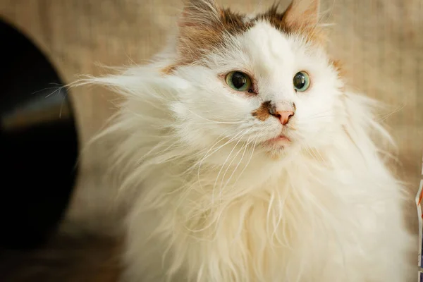 beautiful white cat mixed breed and green eyes 