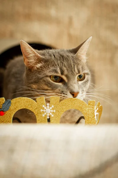 gray cat mixed breed playing with party glasses