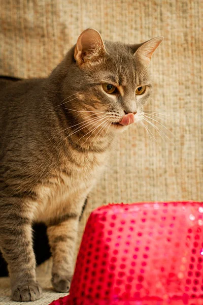 Gray Cat Shows His Tongue Mixed Breed Playing Party Pink — Stok Foto