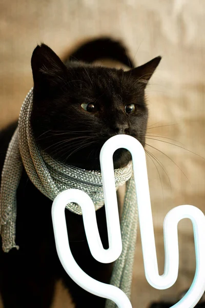 black cat in silver scarf smelling neon lamp