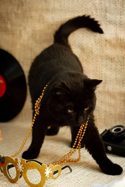 black cat playing with golden garland