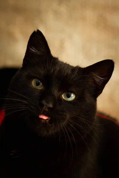 Μαύρη Γάτα Ανοίξει Στόμα Και Δείξει Γλώσσα — Φωτογραφία Αρχείου