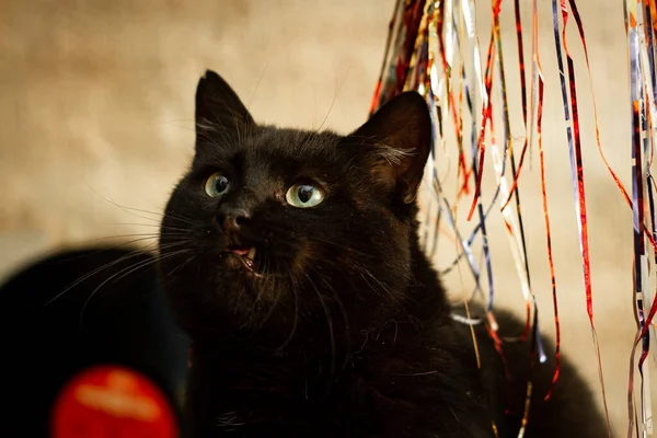 Black Cat Playing Tree Rain Red Golden Blue — Stok Foto