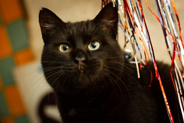 black cat playing with tree rain red golden
