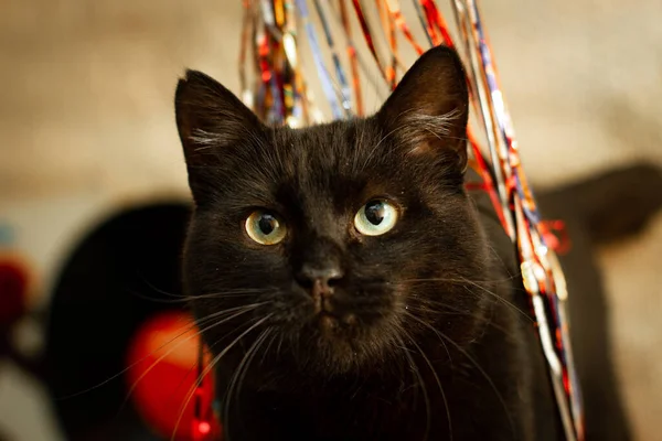Black Cat Starring Tree Rain Red Golden — Stok Foto