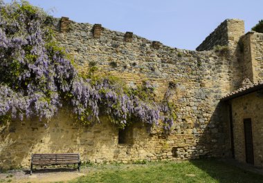 çiçekli wisteria duvar san Gimignano, İtalya