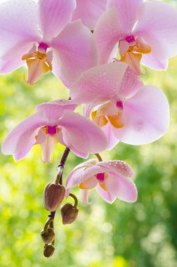 orkide