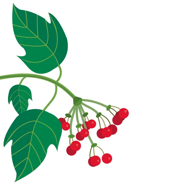 Viburnum. — Archivo Imágenes Vectoriales