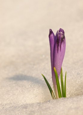 kar altından dışarı ilk bitkisi yetişir