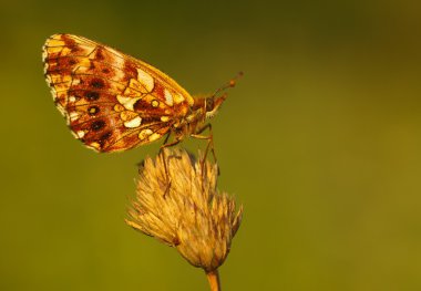 Petite violette - (boloria dia) geçen güneş