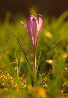 Akşam güneşi Iridaceae