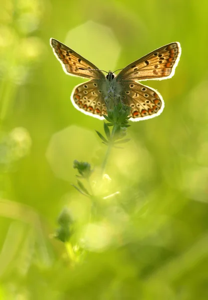 Common Blue (Polyommatus icarus) sitting spreading its wings — Stock Photo, Image