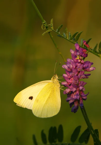 Small White sitting on a flower — Stock Photo, Image