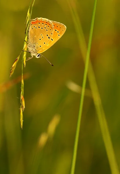 Large Copper - Lycaena dispar — Stock Photo, Image