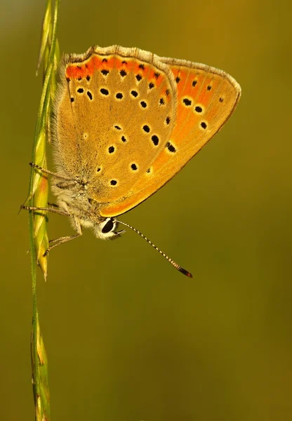 Large Copper - Lycaena dispar — Stock Photo, Image