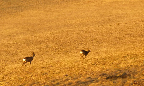 Roe deer (Capreolus capreolus) in the meadow — Stock Photo, Image