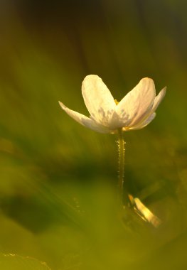 ahşap anemone (anemone nemorosa) akşam çim