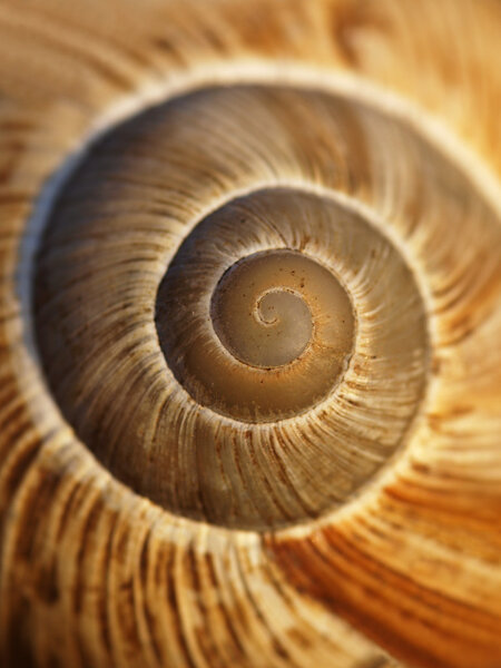 Спиральная улитка в вечернем свете
