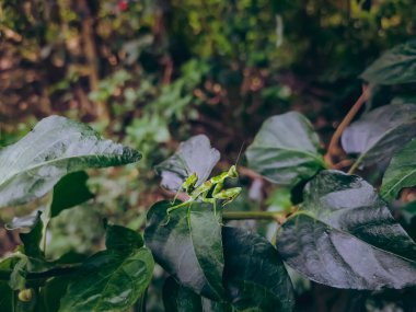 Hymenopus coronatus, Güneydoğu Asya 'nın tropikal ormanlarından gelen bir peygamberdevesidir. Peygamber devesi ve orkide de dahil olmak üzere çeşitli yaygın isimlerle bilinir..