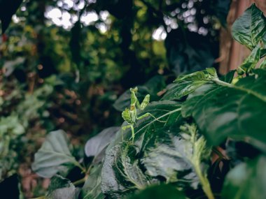 Hymenopus coronatus, Güneydoğu Asya 'nın tropikal ormanlarından gelen bir peygamberdevesidir. Peygamber devesi ve orkide de dahil olmak üzere çeşitli yaygın isimlerle bilinir..