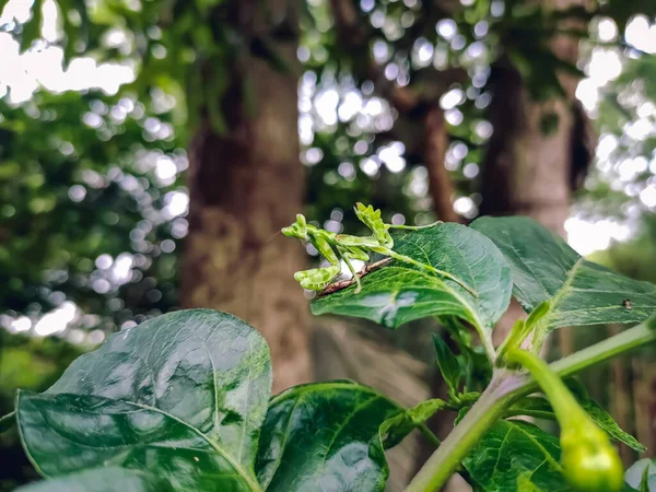 Hymenopus Coronatus Güneydoğu Asya Nın Tropikal Ormanlarından Gelen Bir Peygamberdevesidir — Stok fotoğraf