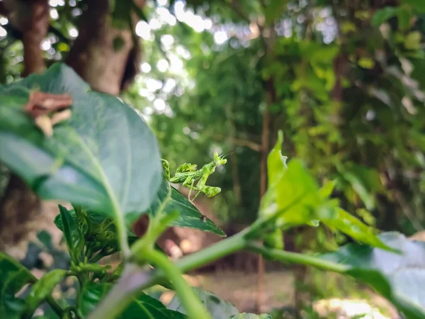 Hymenopus Coronatus Mantis Das Florestas Tropicais Sudeste Asiático Conhecido Por — Fotografia de Stock