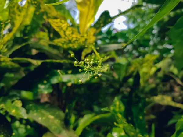 Codiaeum Variegatum Euphorbiaceae Familyasından Bir Bitki Türü — Stok fotoğraf