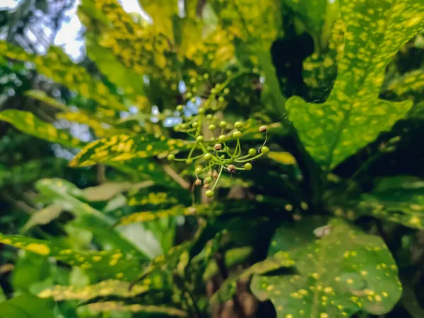 仙人掌属植物是仙人掌属的一种植物 仙人掌属是仙人掌科的一员 — 图库照片